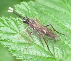 Tenthredo colon