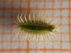 Torilis arvensis