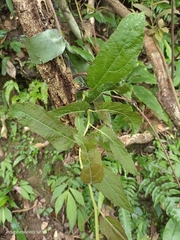 Actinidia rufa
