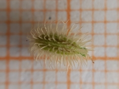 Torilis arvensis