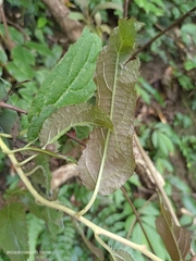 Actinidia rufa