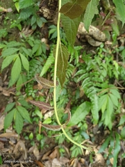 Actinidia rufa