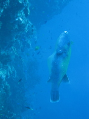 Arothron caeruleopunctatus