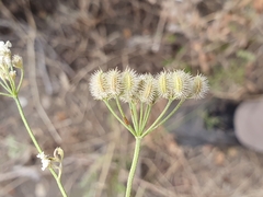 Torilis arvensis