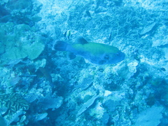 Arothron caeruleopunctatus