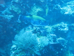 Arothron caeruleopunctatus