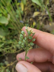 Alyssum trichostachyum