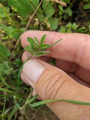 Trifolium leucanthum