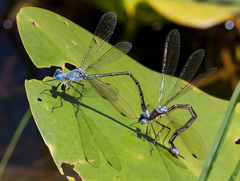 Lestes eurinus
