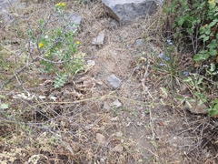 Torilis arvensis