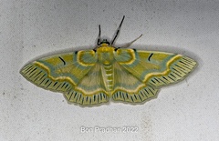 Iotaphora iridicolor