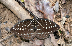 Lexias dirtea
