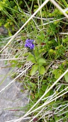 Veronica alpina