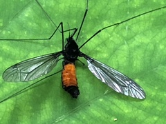 Tipula holoserica