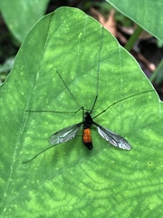 Tipula holoserica