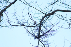 Saucerottia beryllina