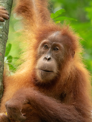 Pongo abelii