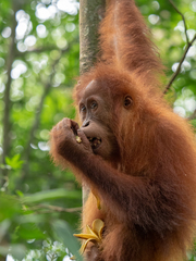 Pongo abelii