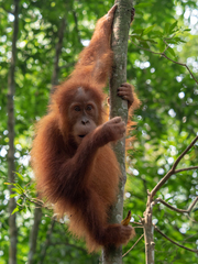 Pongo abelii