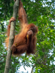 Pongo abelii