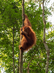 Pongo abelii