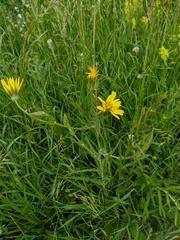Tragopogon dasyrhynchus