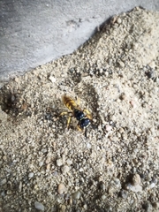 Philanthus triangulum