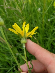 Tragopogon dasyrhynchus