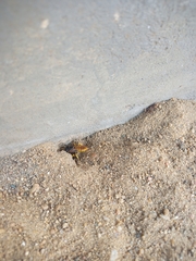 Philanthus triangulum