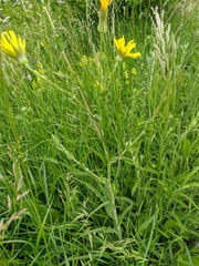Tragopogon dasyrhynchus