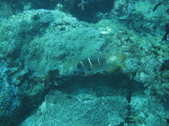 Monotaxis heterodon