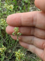 Alyssum trichostachyum