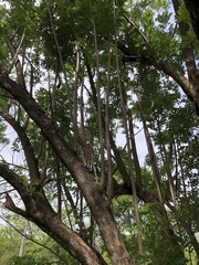 Kigelia africana