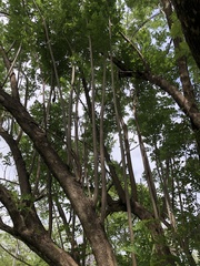 Kigelia africana