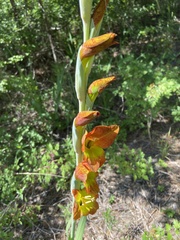 Gladiolus dalenii