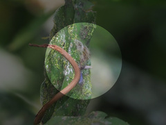 Catapaecilma elegans