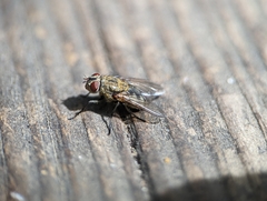 Diptera