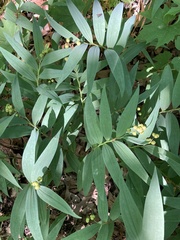 Maianthemum stellatum