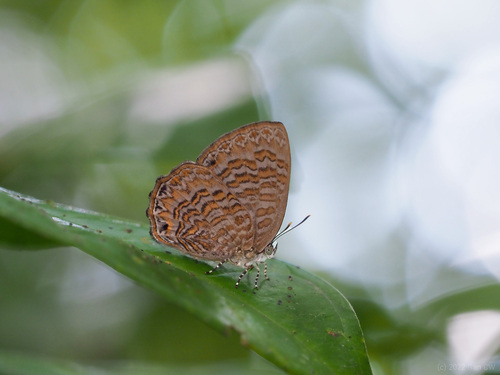 Poritia sumatrae