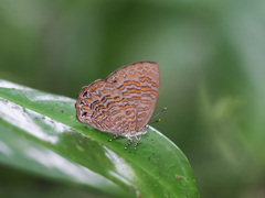 Poritia sumatrae