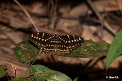 Lexias canescens