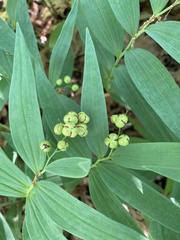 Maianthemum stellatum