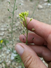 Camelina rumelica