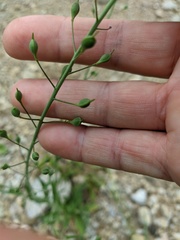 Camelina rumelica