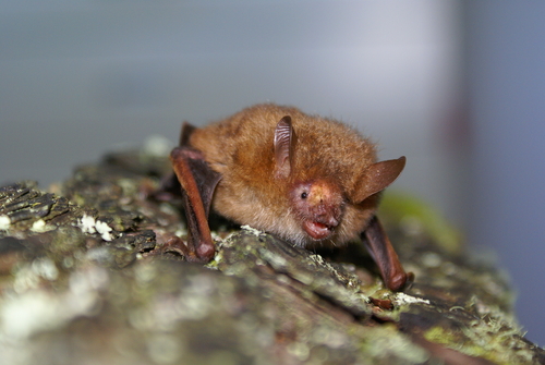 Taiwan tube-nosed bat (Murina puta) — Least Concern Mammalia