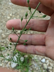 Camelina rumelica