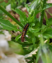 Argynnis hyperbius hyperbius