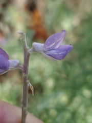 Lupinus caudatus