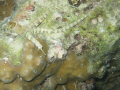 Corythoichthys flavofasciatus