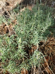 Lupinus caudatus